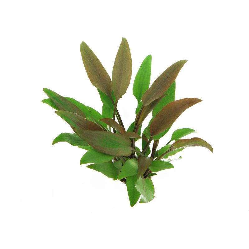 Dennerle Cryptocoryne Lutea - imagine 3